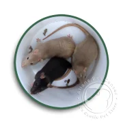 Livefood-Large-Rats